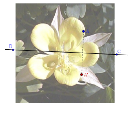 7 symmetry flower.PNG